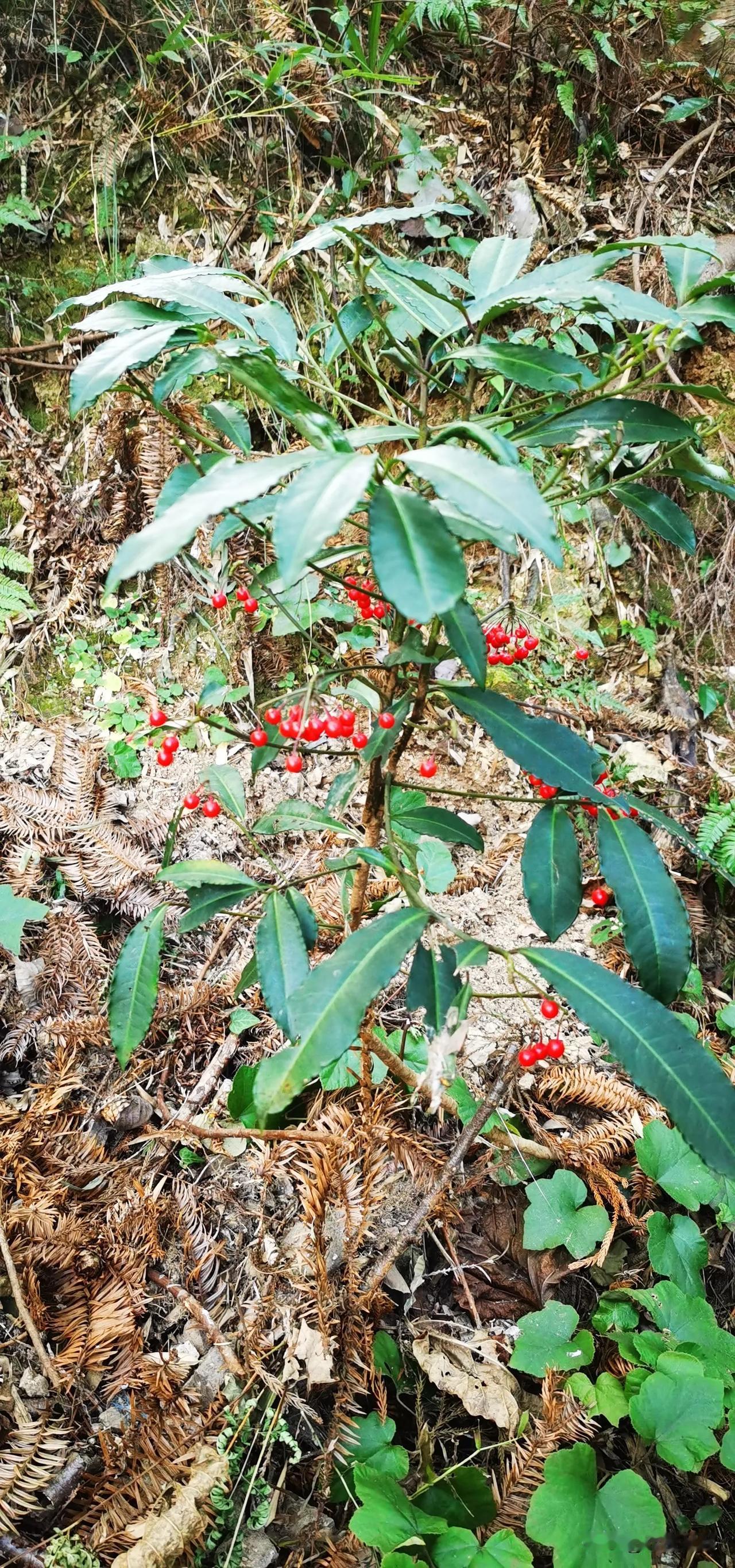 黄金万两！这种植物山上很多，我还傻傻的在网上买。
去年过年的时候在抖音上买了两盆