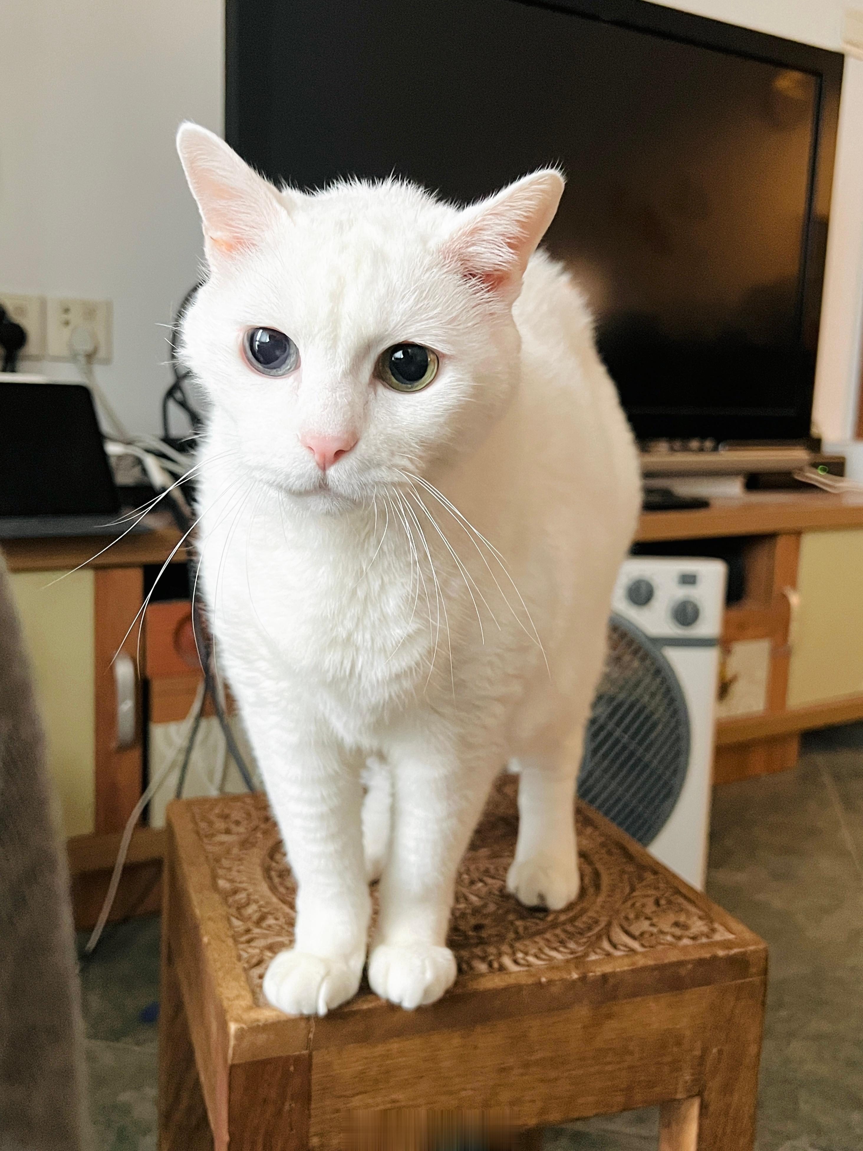 沒胖也沒變瘦的6kg奶昔。 ​​​