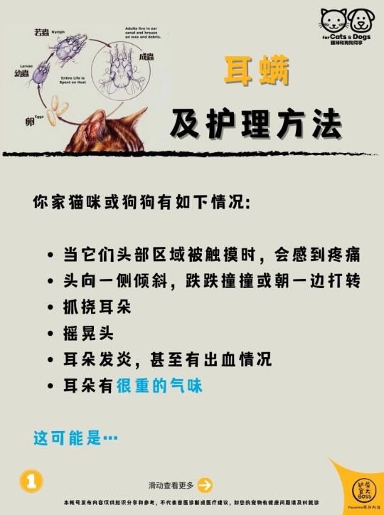 耳螨及护理方法