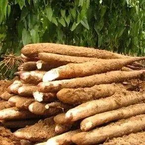 有人竟然愿意花8千元买一根淮山？这可不是什么天价拍卖，而是因为淮山让一位厨师的手