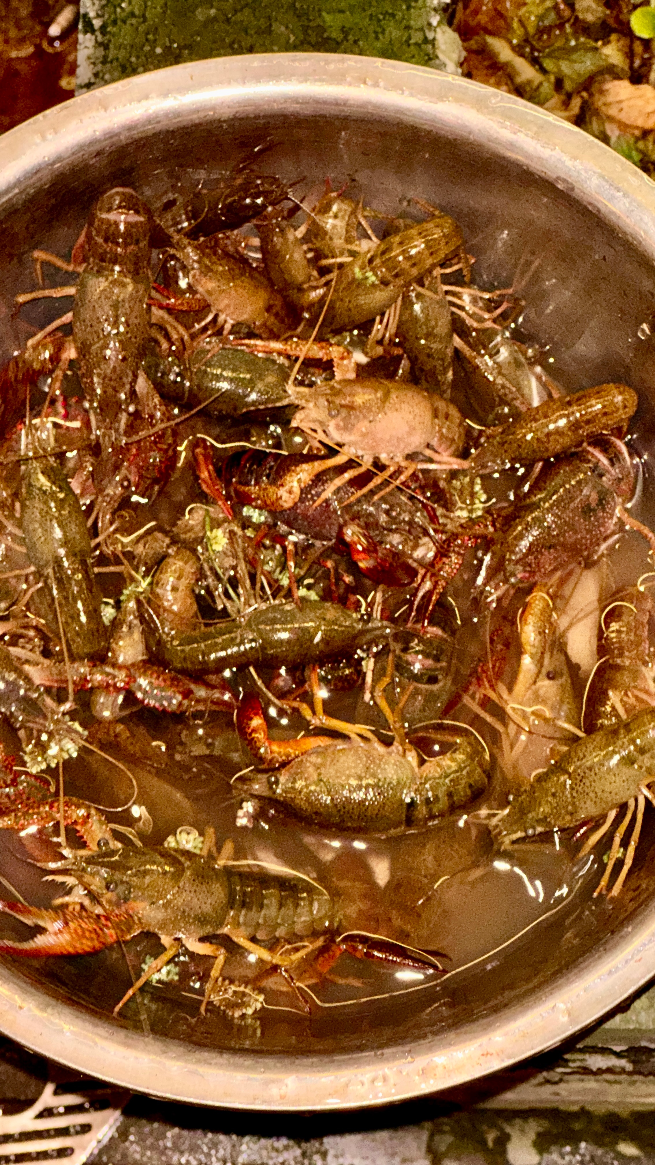 又到了抓小龙虾🦞来吃的季节🍺这个月我们还要组织好几场抓虾活动（到店有需求就说