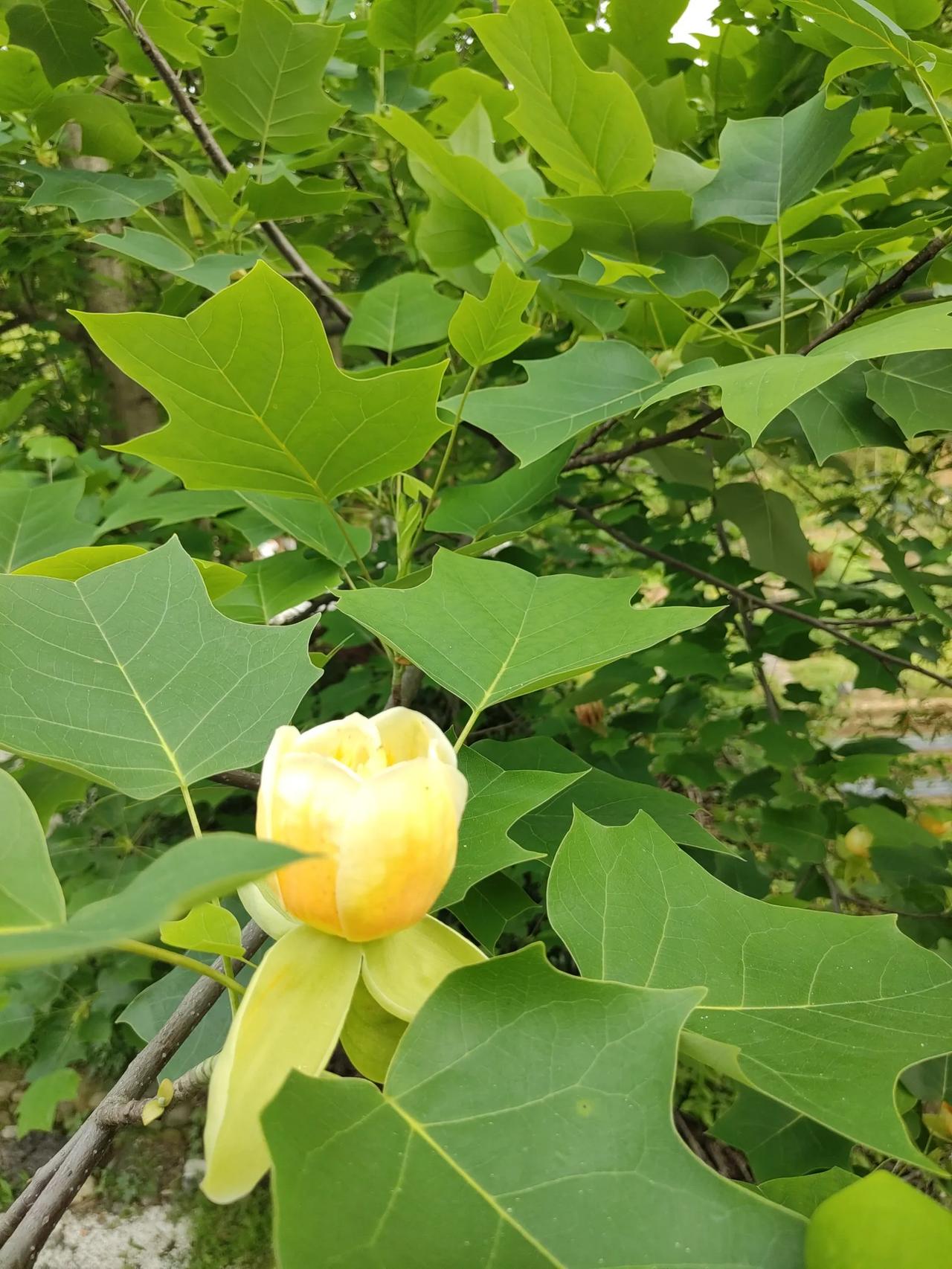 四则小令论人生，琴棋书画墨点真。
顺手拈来填作词，字句浅显寓意深。