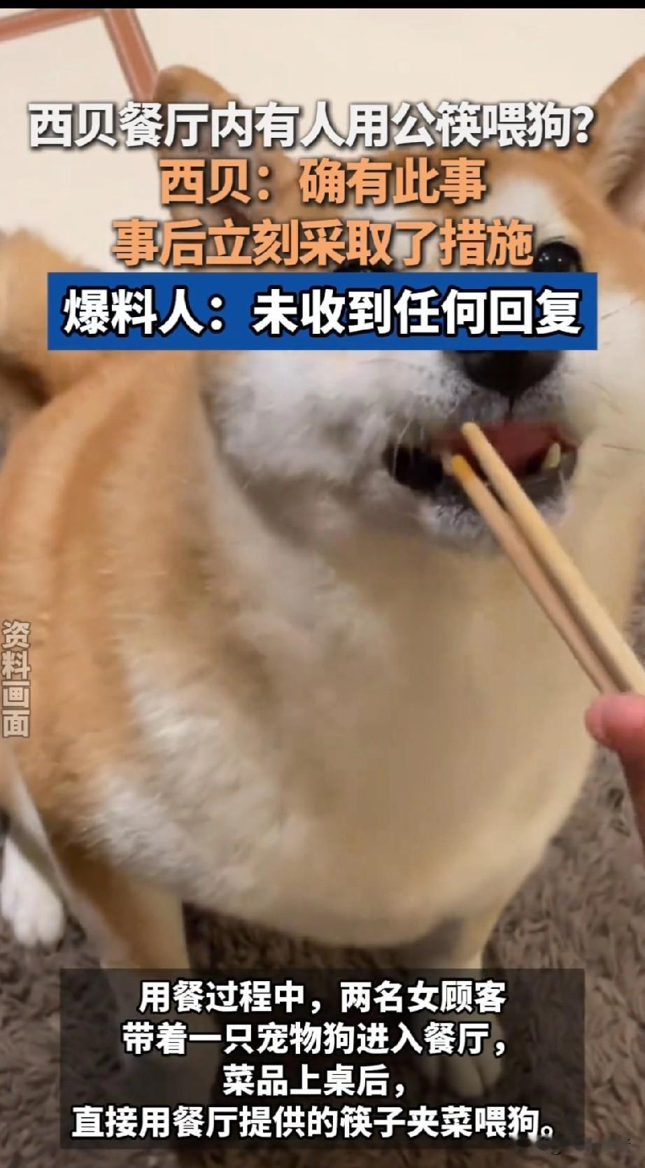 西贝餐厅公筷子喂狗回应来了！
餐厅负责人表示涉事顾客用的筷子、餐具、餐布等全部丢