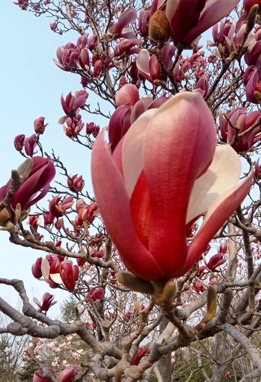 你假如是非常漂亮的明星要50万不算多。