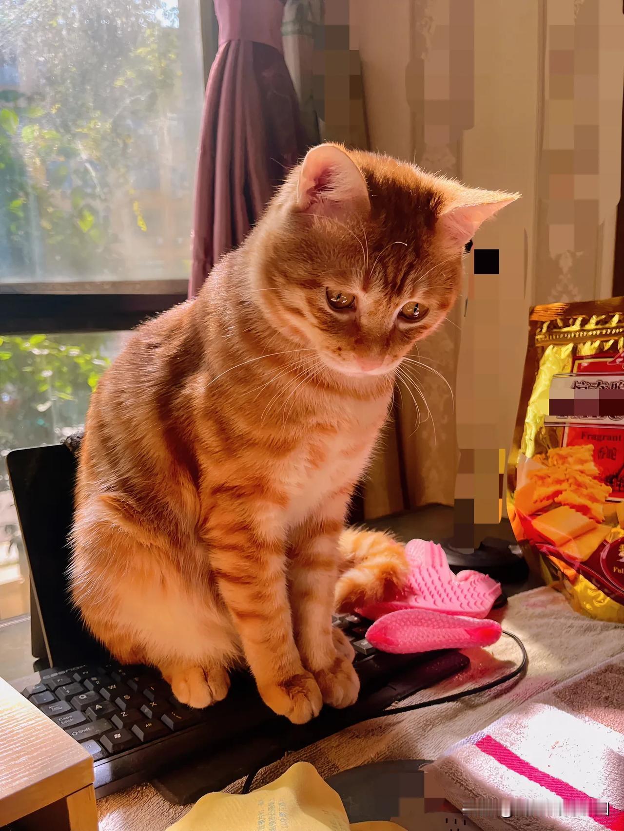 #无忧无虑的小猫咪# 大家知道吗？猫咪像女友，追得越紧，跑得越快。平时你想摸摸、