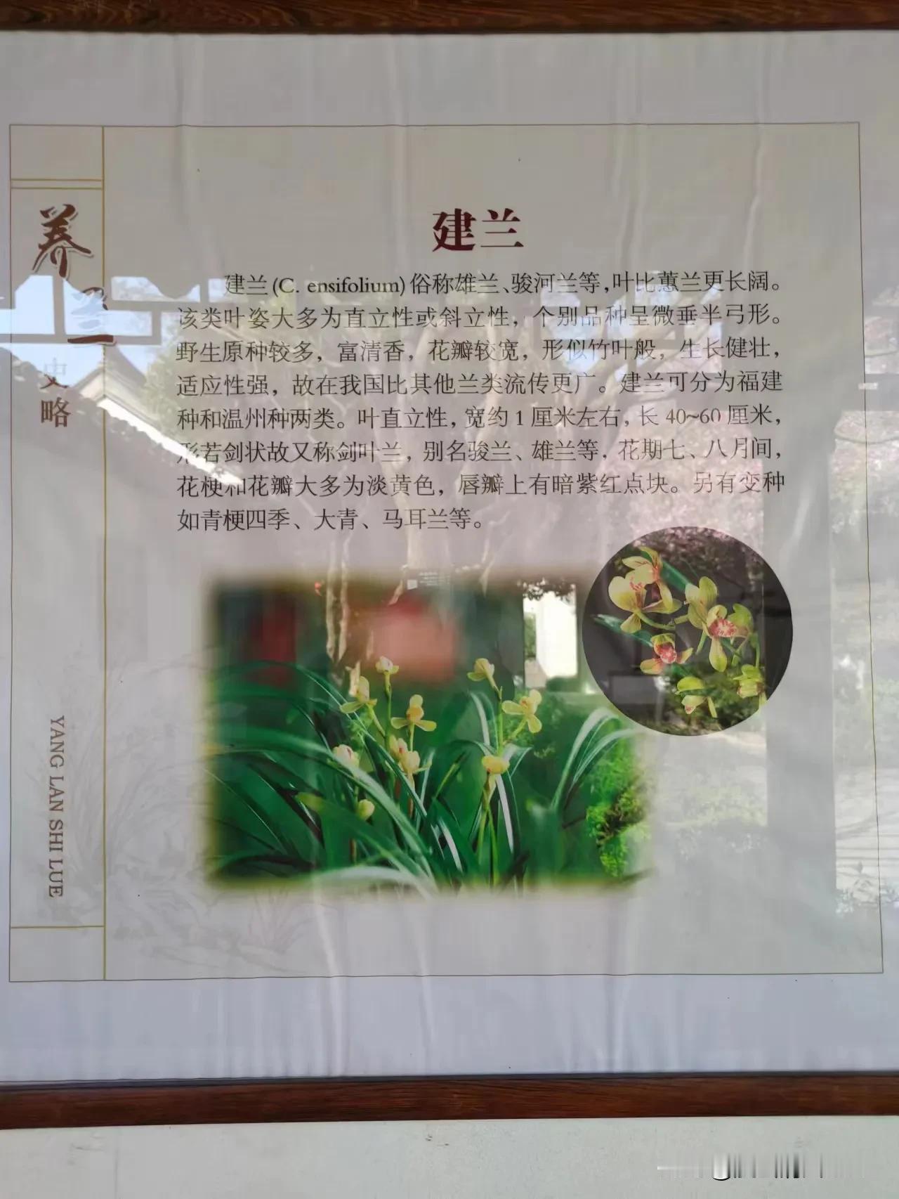 期待五一到来戳这里，一起来集邮>兰花
