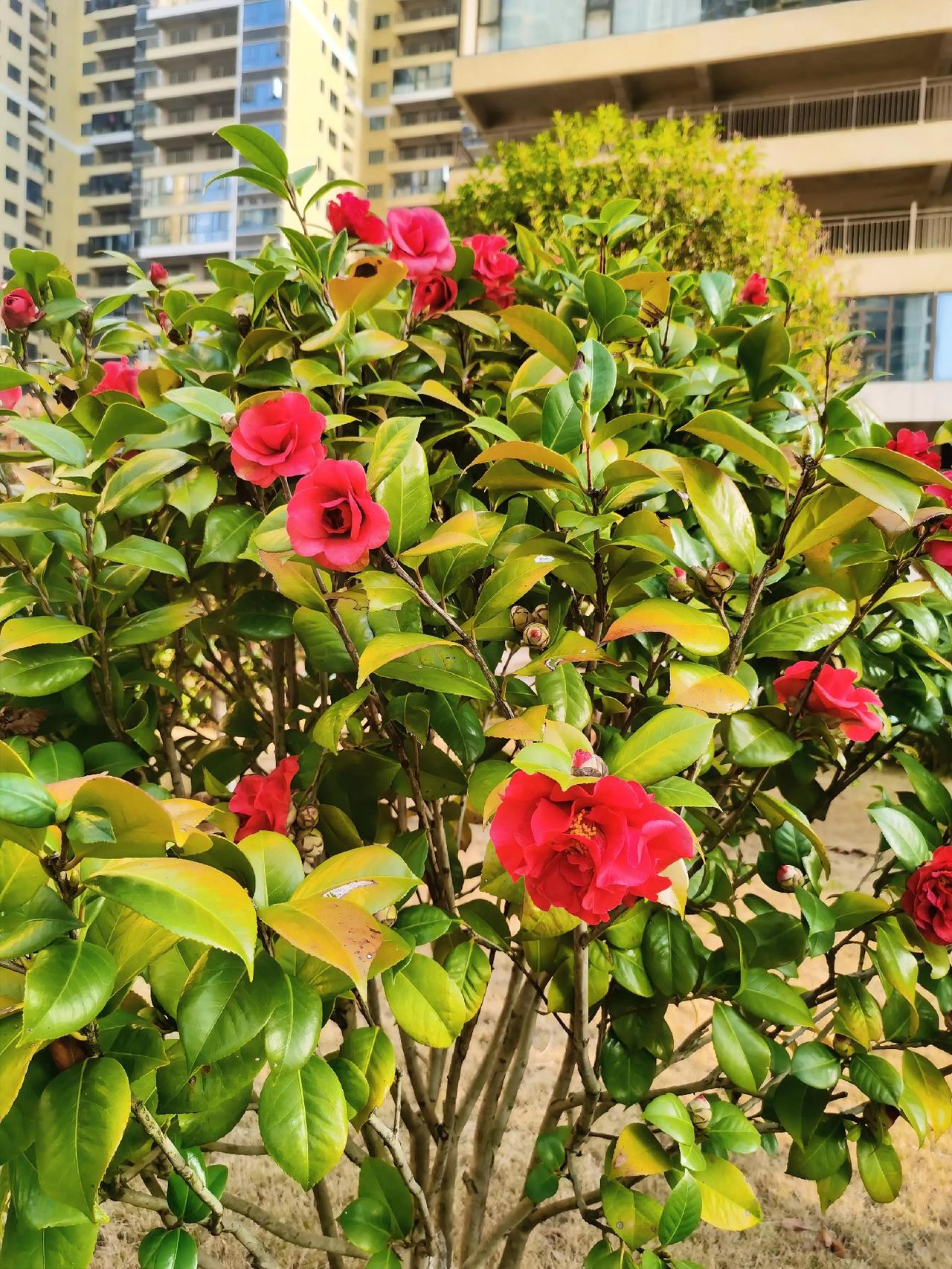 小区的山茶花开了，那花红得极正，不似桃花的轻薄，也没有玫瑰的妖艳，倒像是从古画里