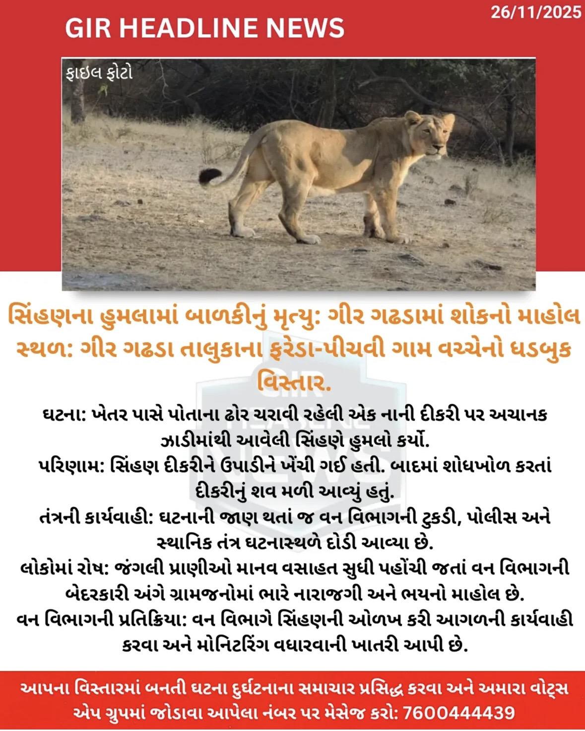 看古吉拉特邦是如何对待人狮问题的。2025年11月6日，佩塔尔保护区附...