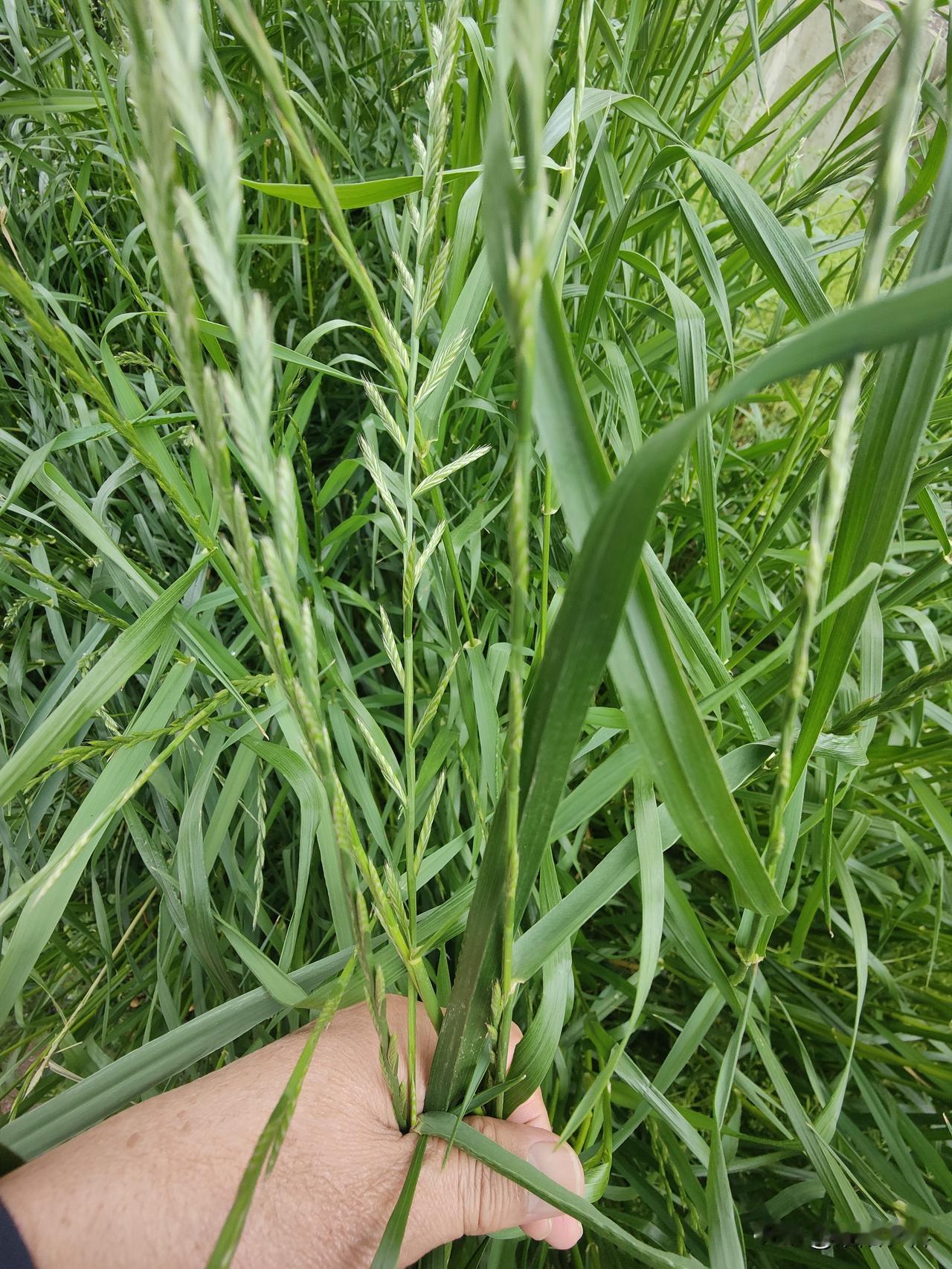 春日生活打卡季这就是最近几年扩展蔓延最快的一种恶性杂草，多花黑麦草，多花黑麦草由