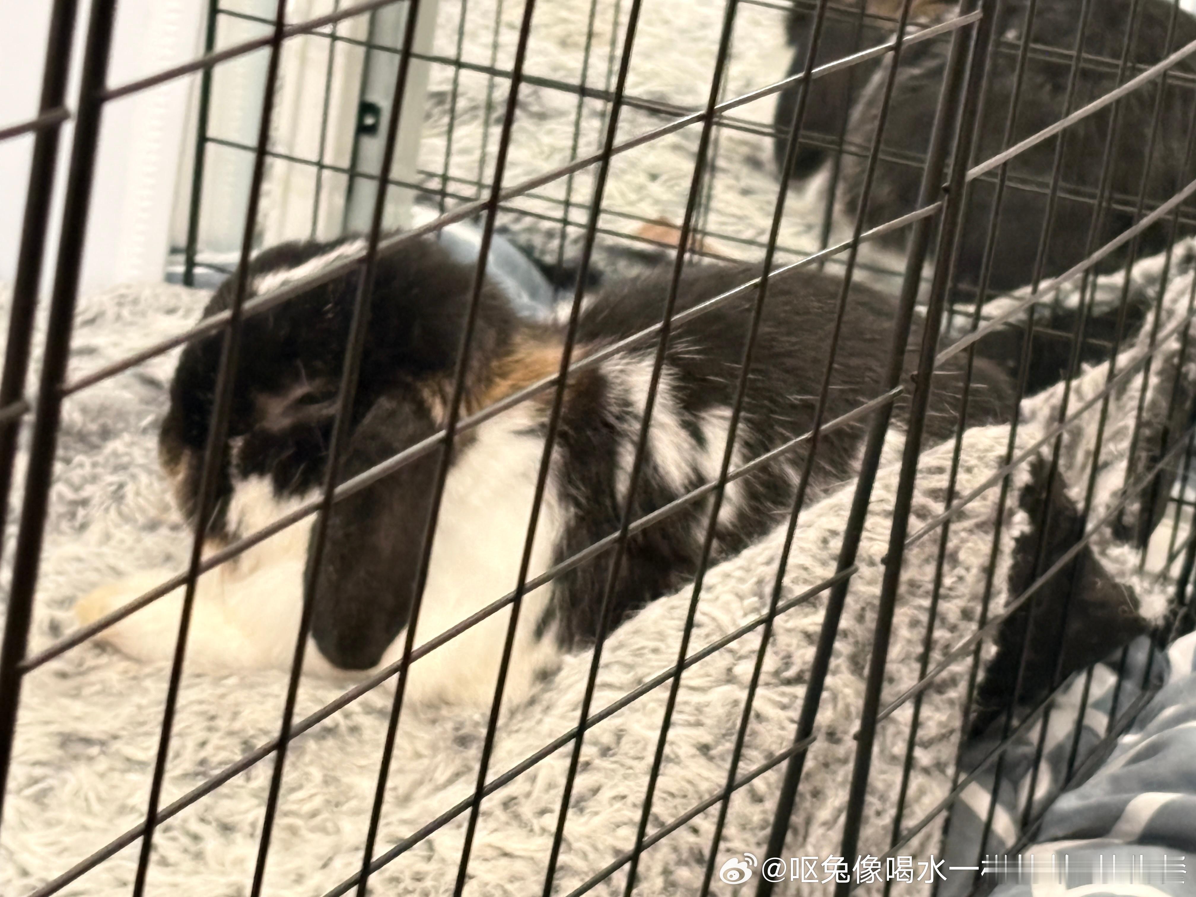 14064🐇【糖果】太过可爱把人萌晕 