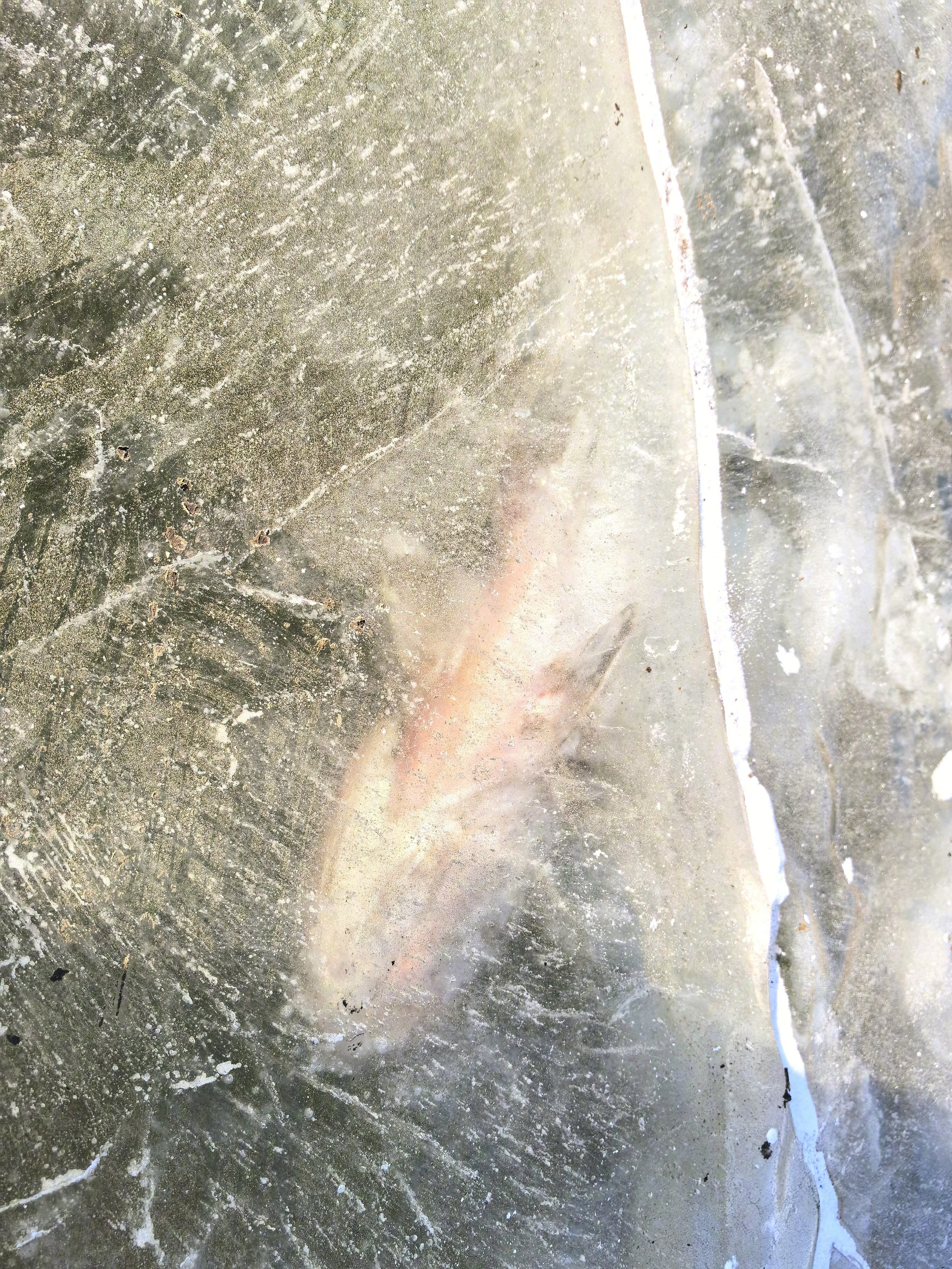 有一种美好叫辽宁在辽宁省台安县，辽河冬捕的冰面上看到了一条被冻在湖底的大鱼，不知