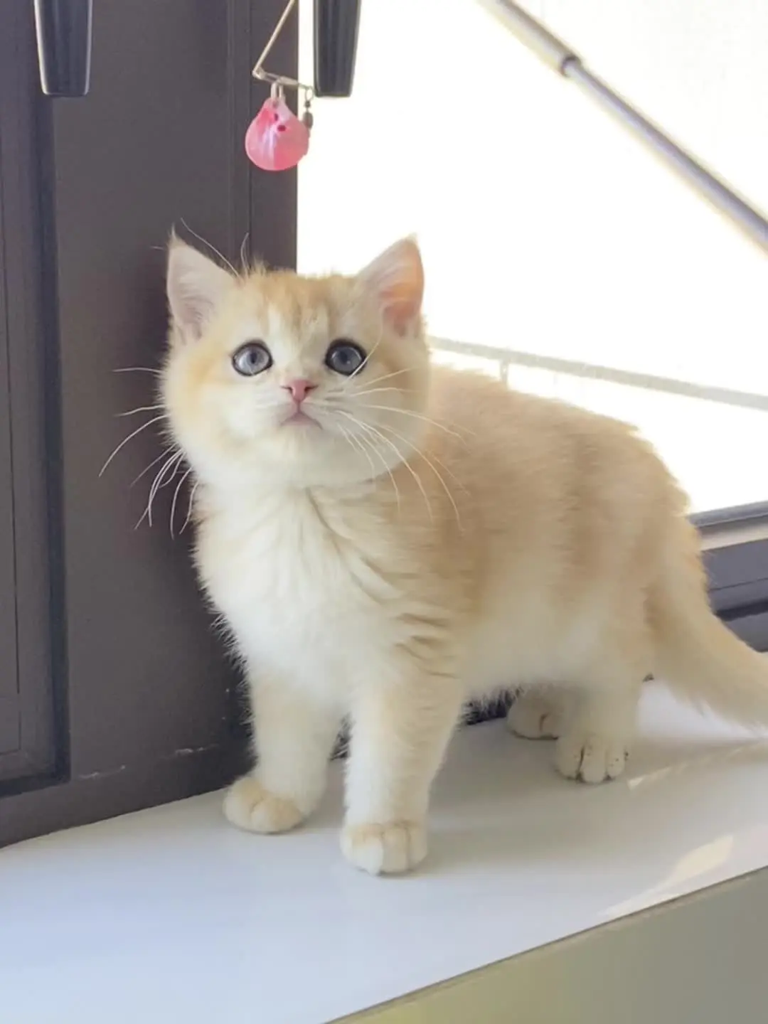 谁能拒绝傻憨憨的小猫咪  广西桂林临桂猫舍