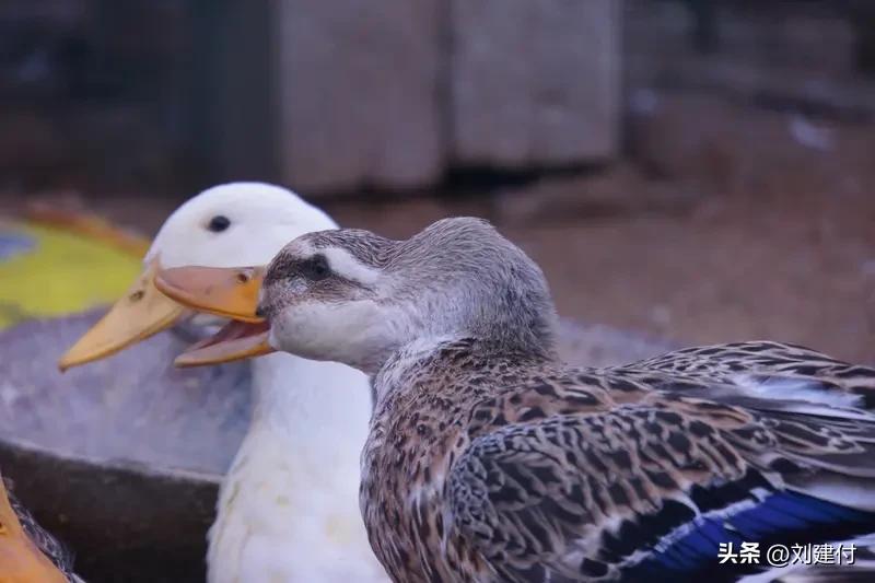 福建一鸭子活吞41只小鸡 福建一鸭子活吞41只小鸡，这事太惊人了。47只雏鸡短短