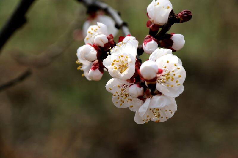 上联：红杏枝头春意闹，下联：？绿荷叶上夏情浓。