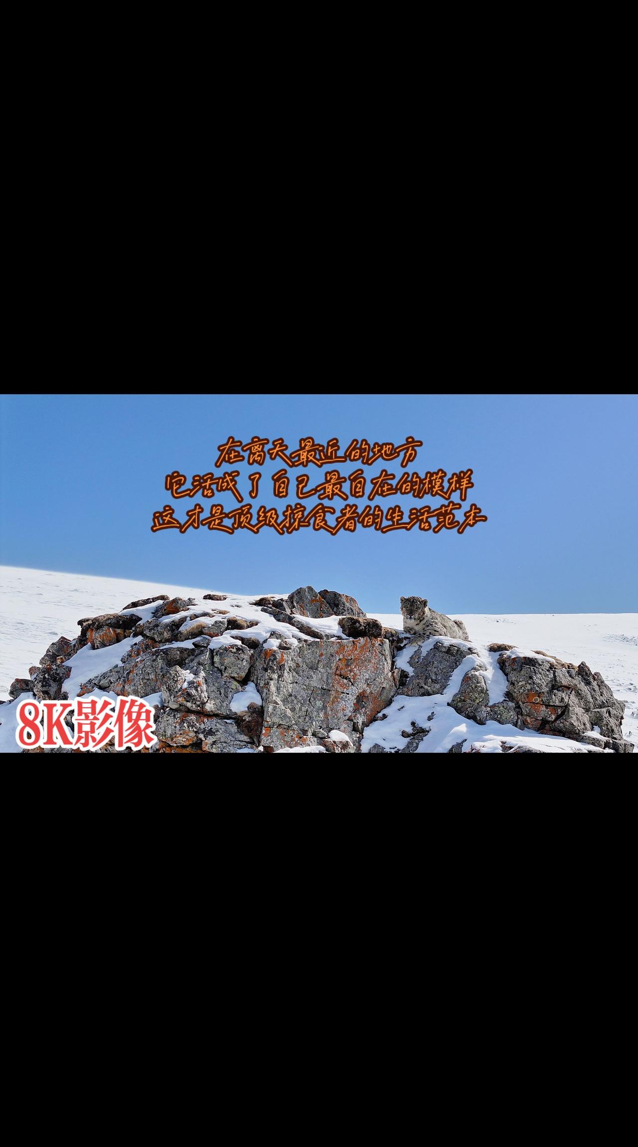 《孤寂的猎手》我的图片 抖音ai创作 祁连山国家公园雪山的宝藏 雪山下的石头堆