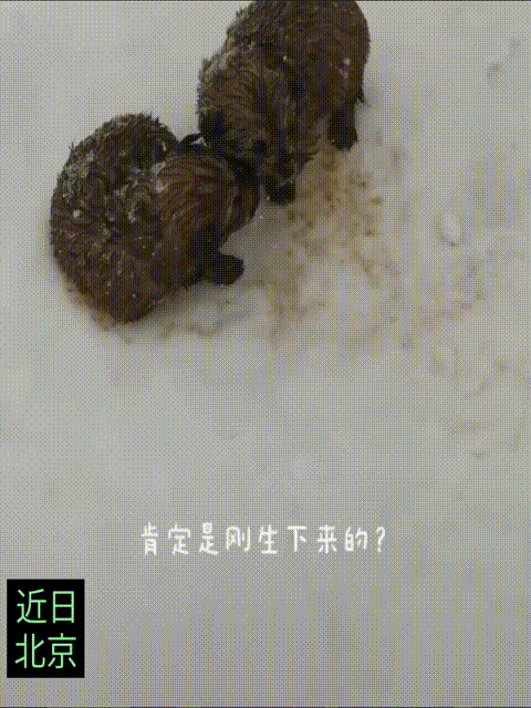 父子俩人出去拍雪景，在马路中间捡到了两只被冻的瑟瑟发抖的小奶狗，好心带回家，父亲