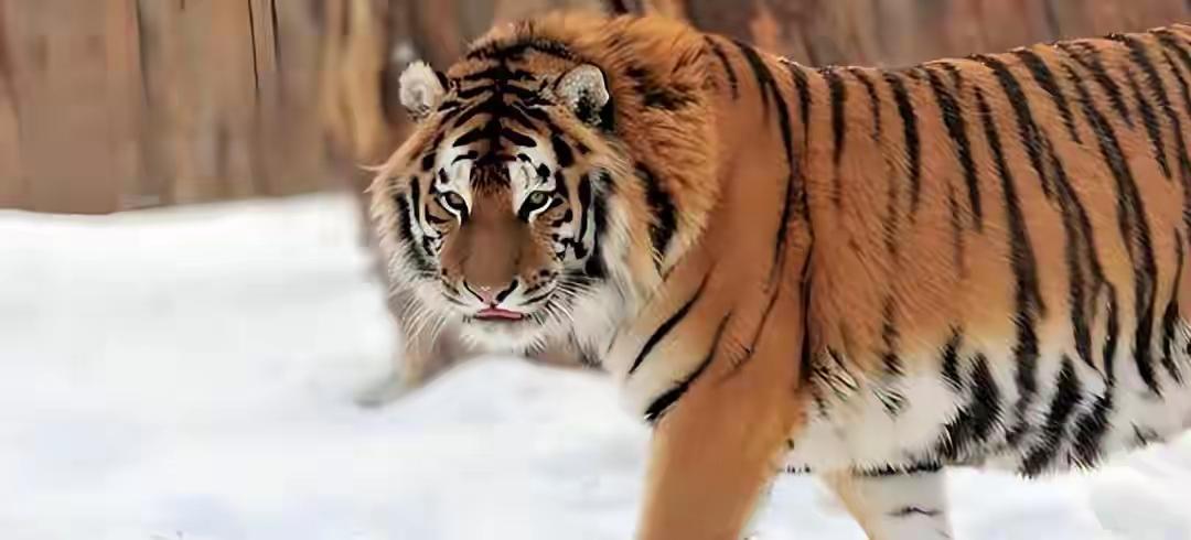 我会严格保留你提供的原文作为开篇第一段，结合国家林草局公布的真实东北虎保护数据、