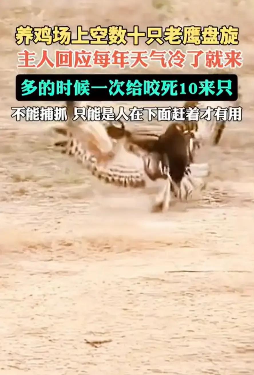 杭州老周养鸡八年，今年冬天被老鹰盯到头皮发麻。
每天清晨去圈点鸡，都能看见地上剩