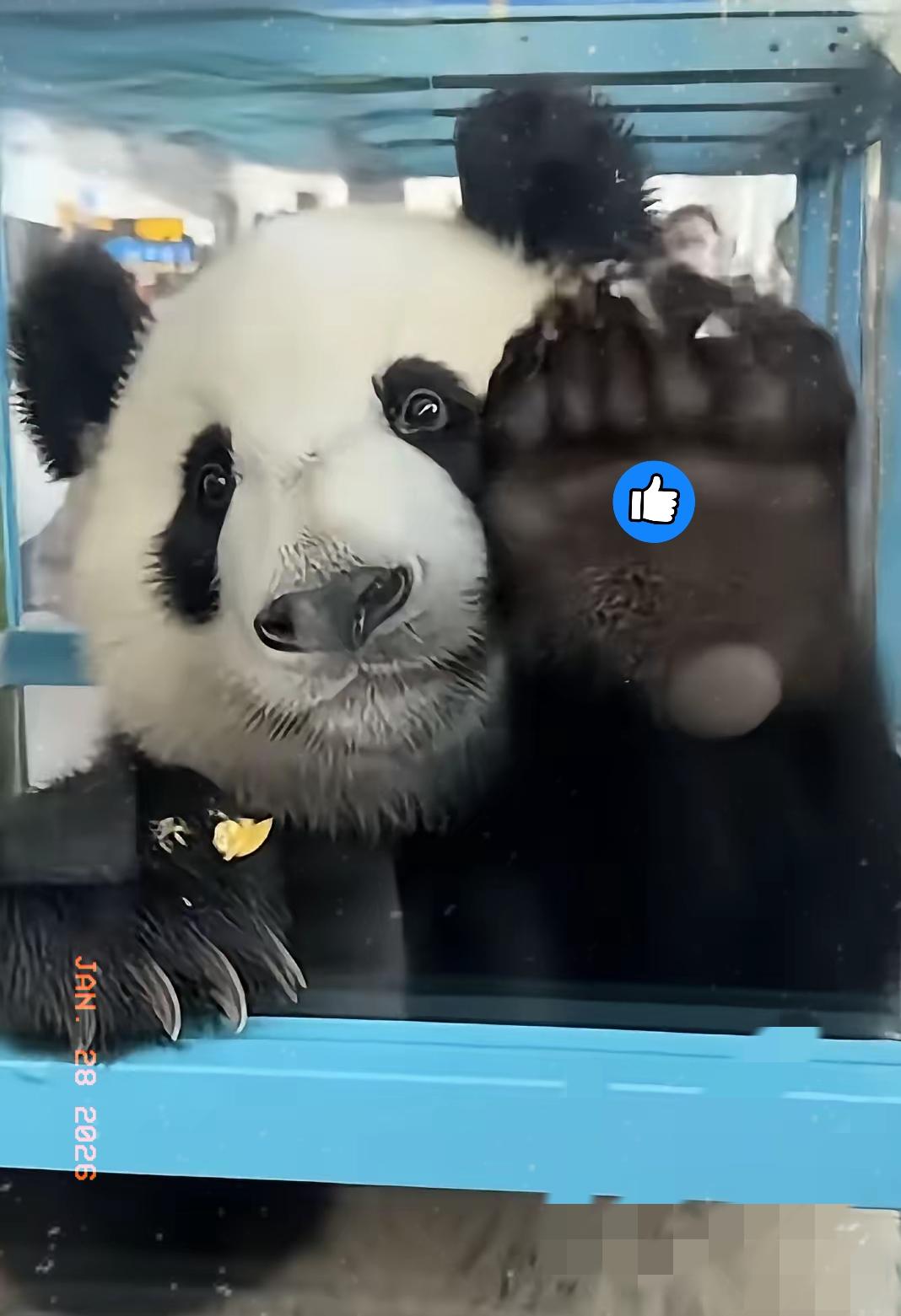 这就是我们的国宝，离开日本的时候，连头都不回，特有中国骨气，可回到祖国，见到中国