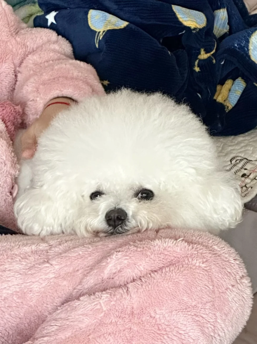 如果你突然打了个喷嚏 那一定就是我在想你