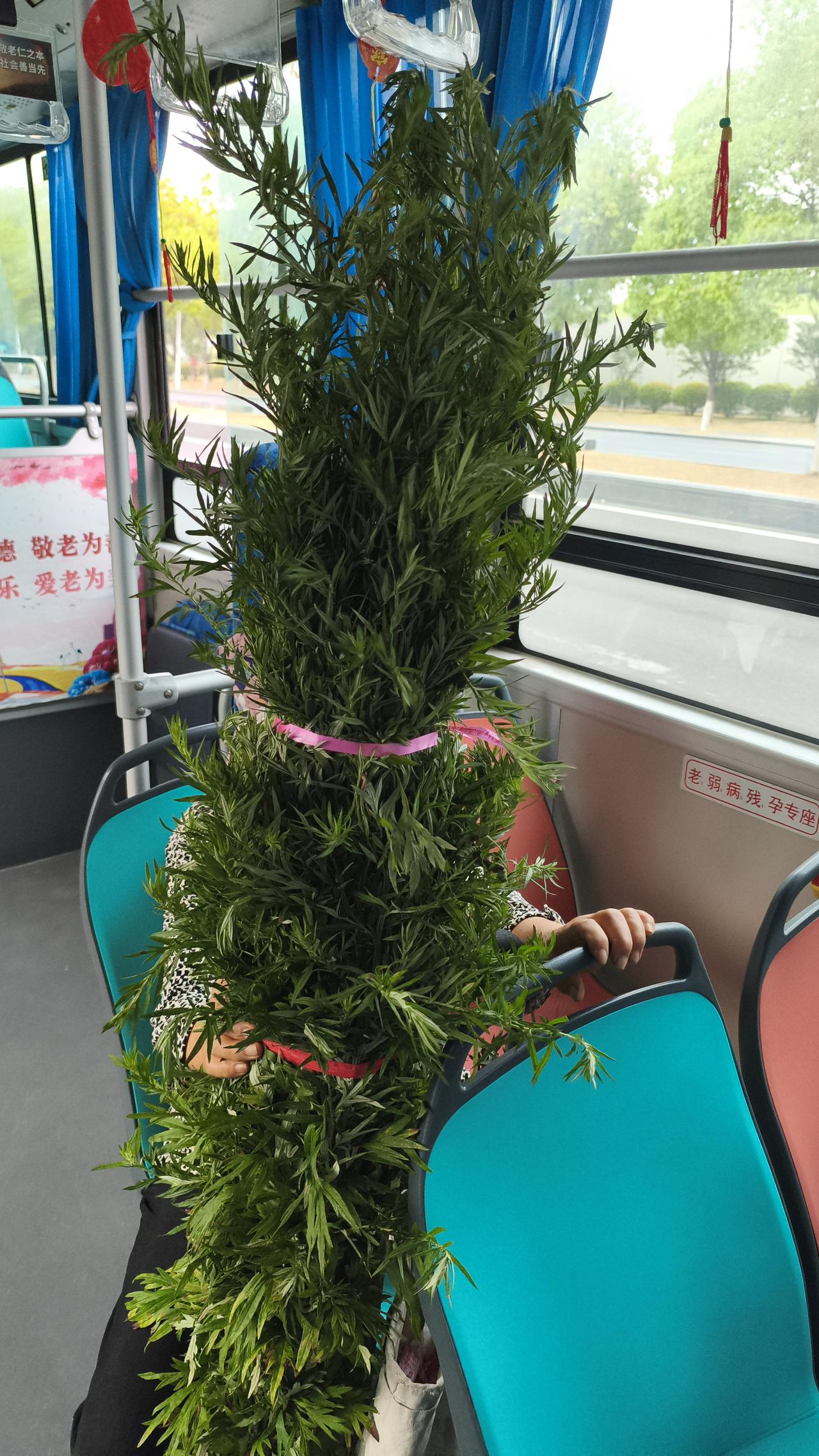 小时候，每到端午，家里长辈就会早早准备好艾草插在门上。那股独特的香气弥漫在屋子里