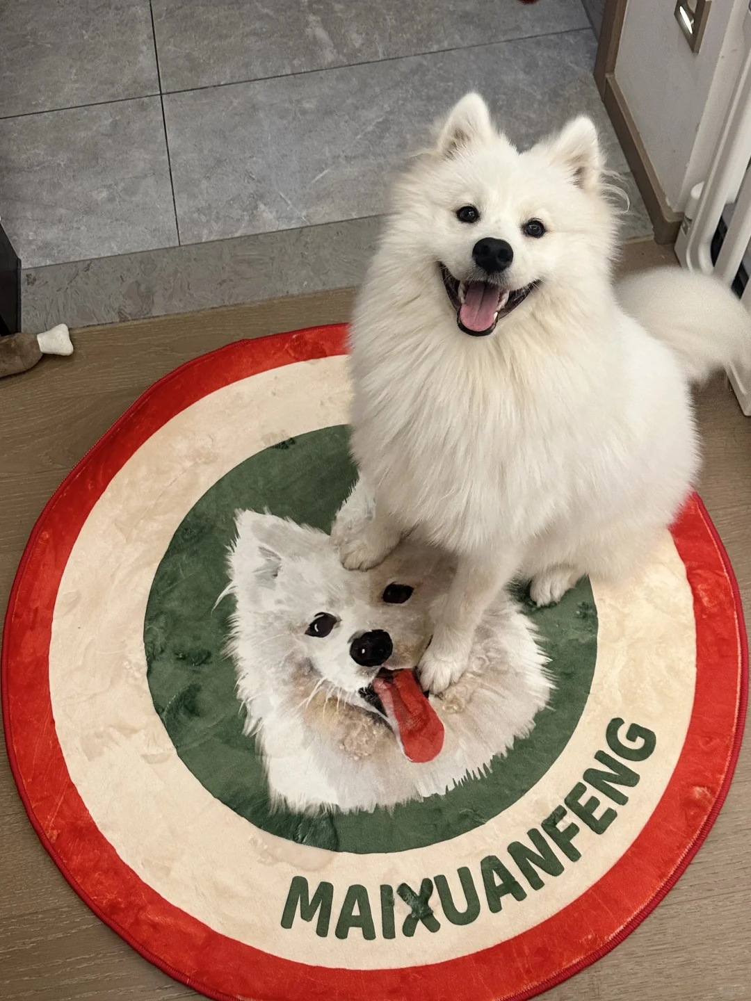 客厅长满小狗了🐾秋冬第一个礼物已就绪