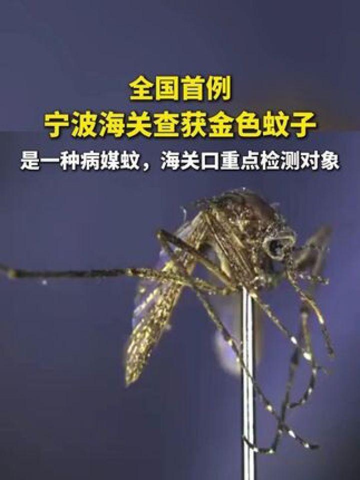 又是美国，又是病毒，这次不是实验室，是一整船“带毒蚊子”直接开到中国宁波！

最
