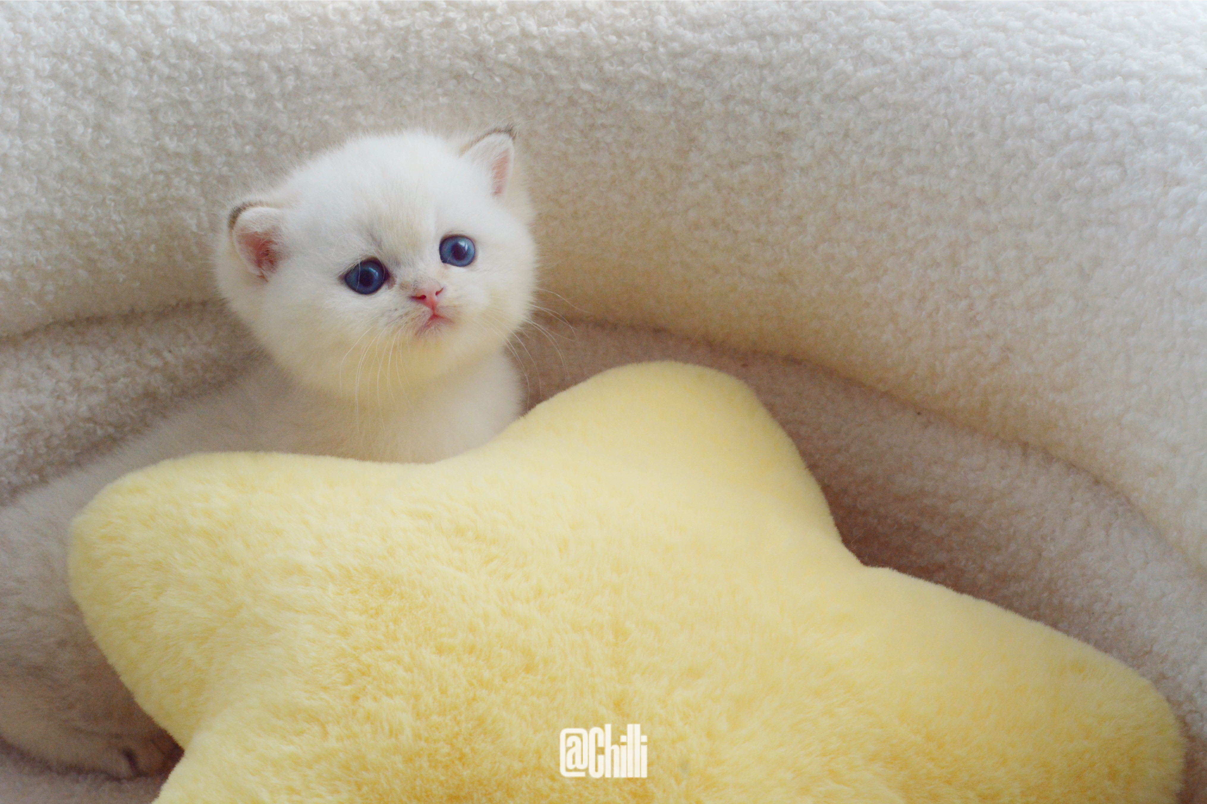 四蛋2024.5.14（跨夜出生🤣）更名雪宝番茄鸡蛋窝次金点英短男孩已定北京新