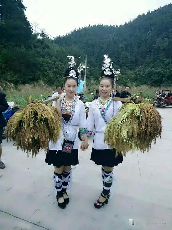 写给网友上进的糯米
糯米虽小求上进，
寻常外表藏意志。
圆粒如珠有钙铁，
长粒似