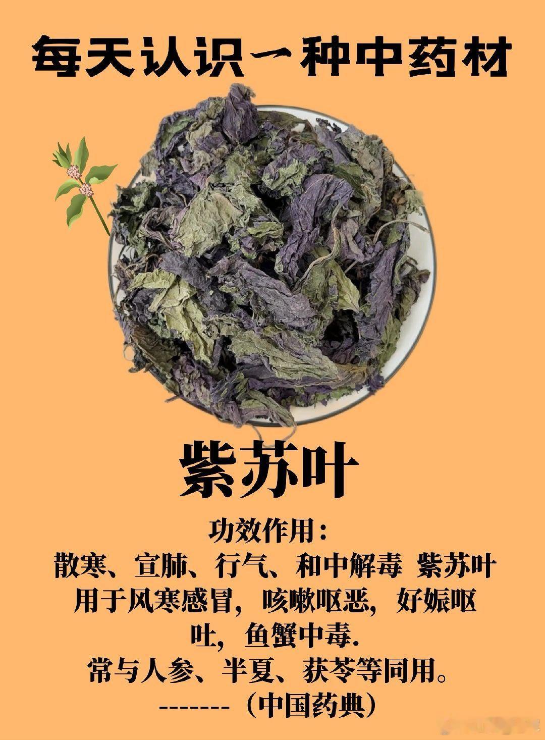 宋人夏日流行紫苏饮，紫苏配伍陈皮、甘草，凉饮消暑。暑季贪凉、湿困脾土，极易气机郁
