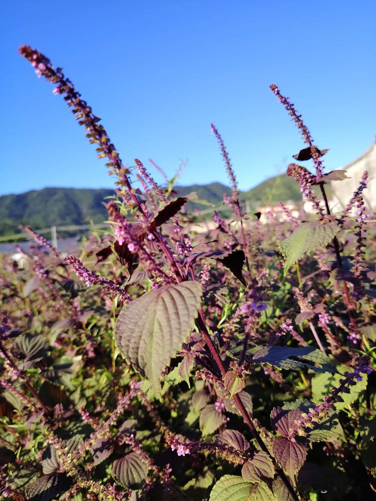 早安分享[太阳]

🌹🌹🌹

你若简单，
生活就是童话，
你若复杂，
生活