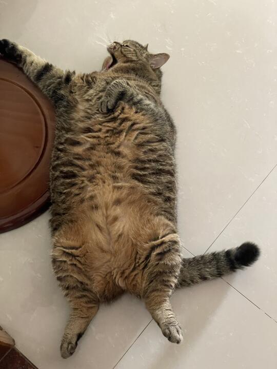 哦莫，太可爱了吧！