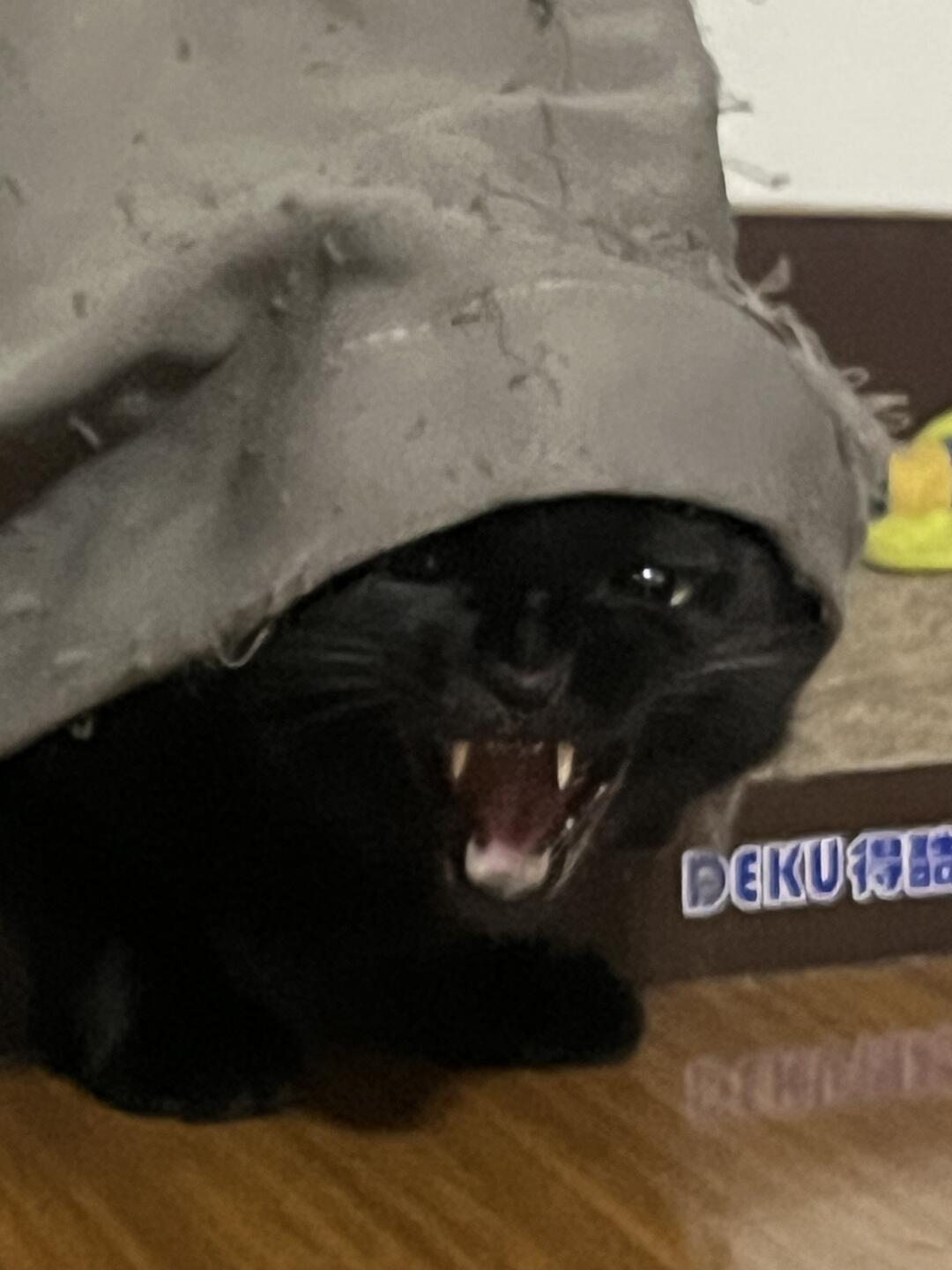 听说哈欠会传染