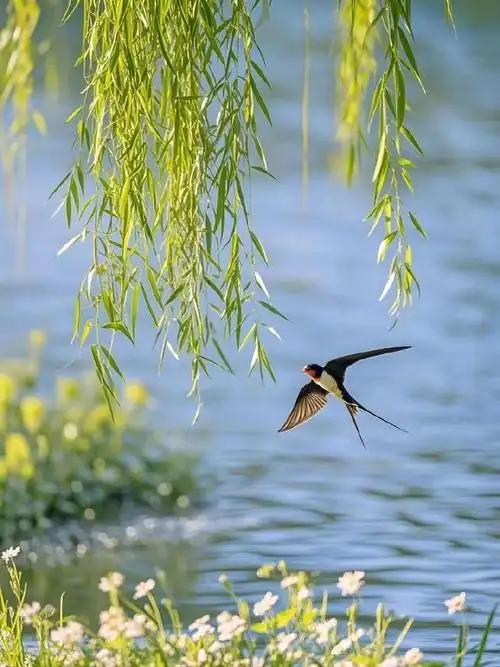 上联：燕剪春风柳旖旎

赏析：这幅对联的上联“燕剪春风柳旖旎”与下联“花开雅处月