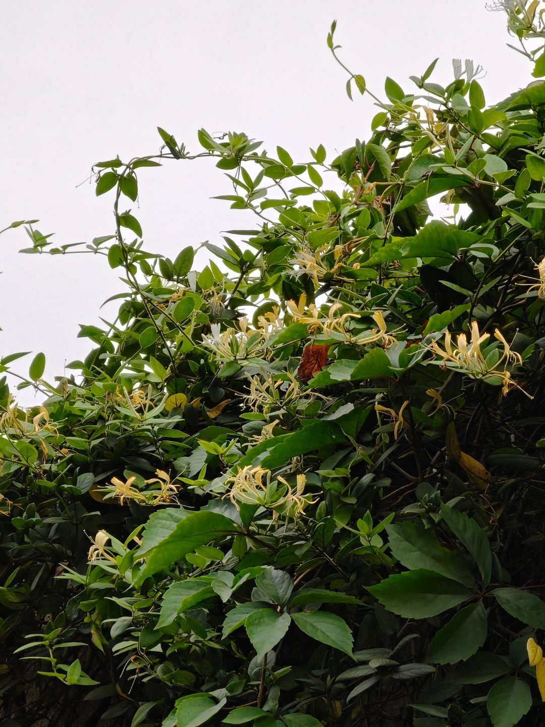 刚刚路过，闻到了一阵沁人心脾的香味，原来是金银花第二次开了。每天早起打卡 ​​​
