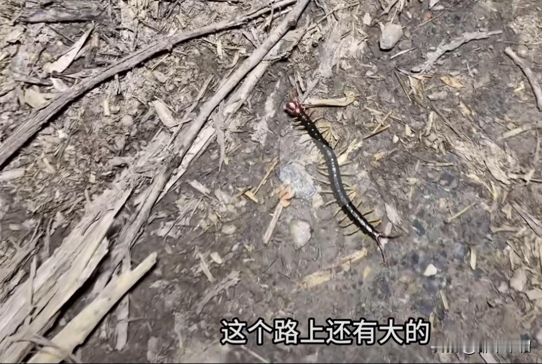 抓蜈蚣，平均一条两块，好的时候一天挣一千多！妻子老家在襄阳山区，大姐夫一般一天可