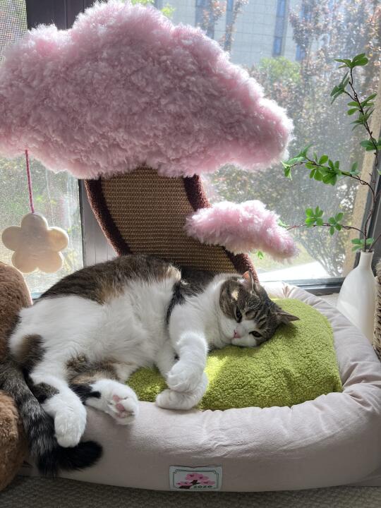 妈妈说我是猪