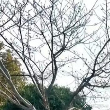 在这“春色撩人”的季节里，请接受我“春夏秋冬”的心愿：永远长春不老，春和景明！ 