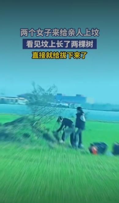 回乡上坟，两名女子发现亲人坟头长出两棵小树，当场合力将树苗连根拔起。
 
民间说