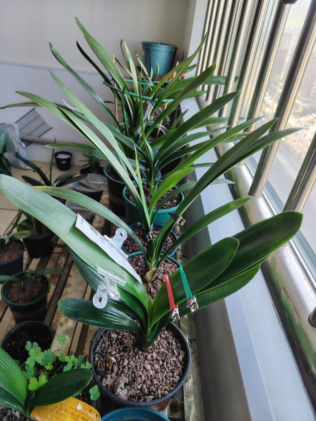 天南地北大拜年我很喜欢阳台上养花！阳台是个理想的小天地，种花不仅能美化环境，还能