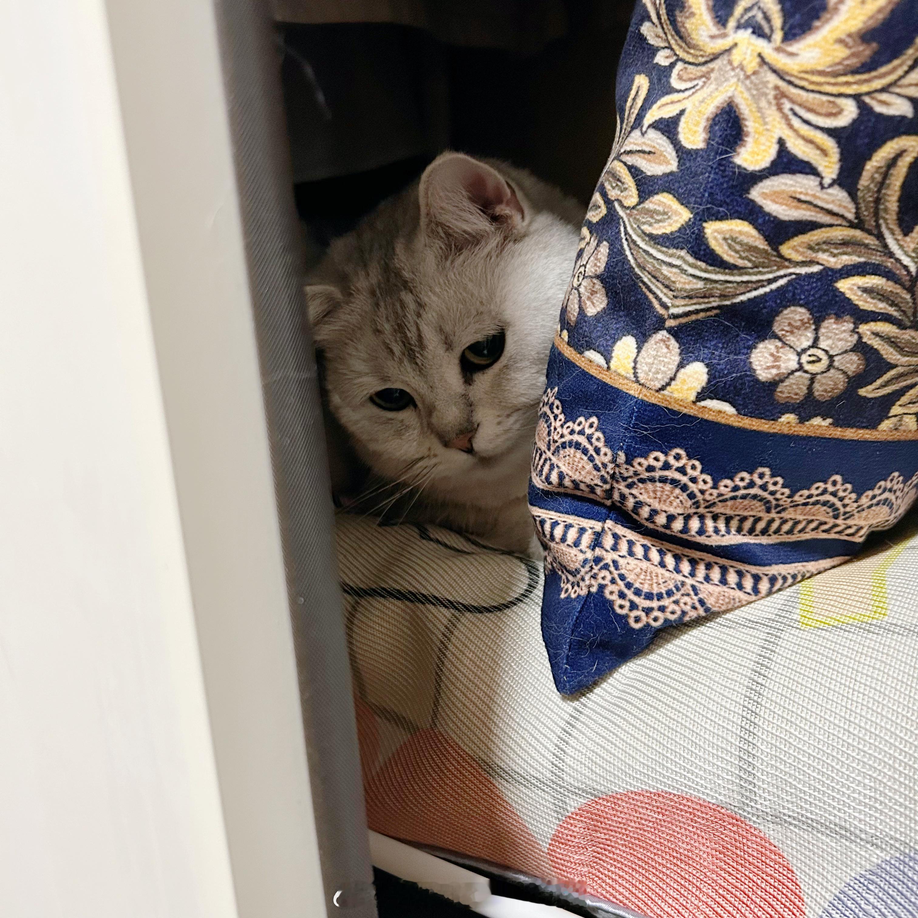 推拉衣柜门真的对猫很友好呢[可爱]对我不 #喵趣横生# ​​​