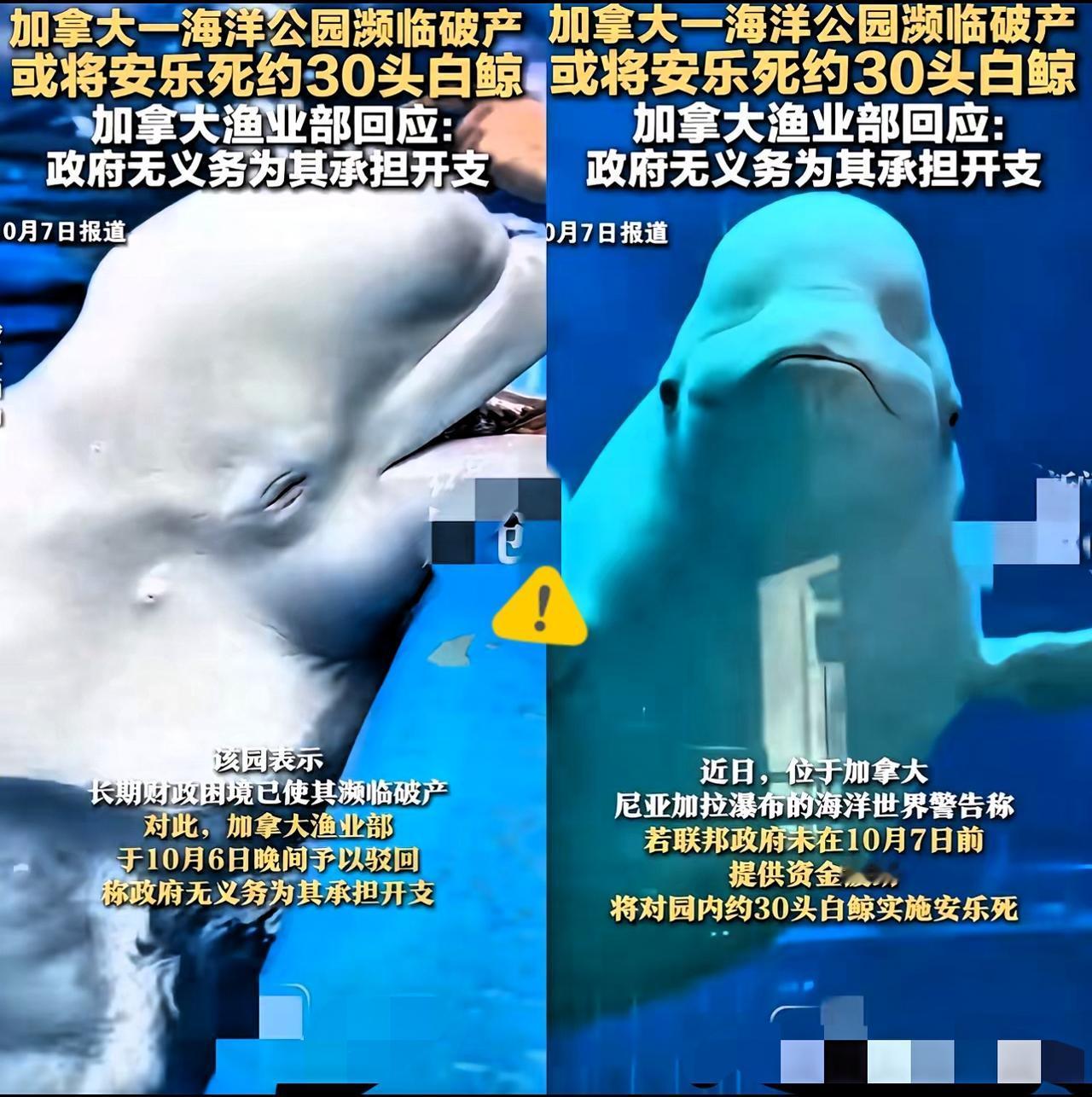 加拿大海洋世界30头白鲸没饭吃，快饿死了。珠海长隆说：卖给我吧。加拿大渔业部长说