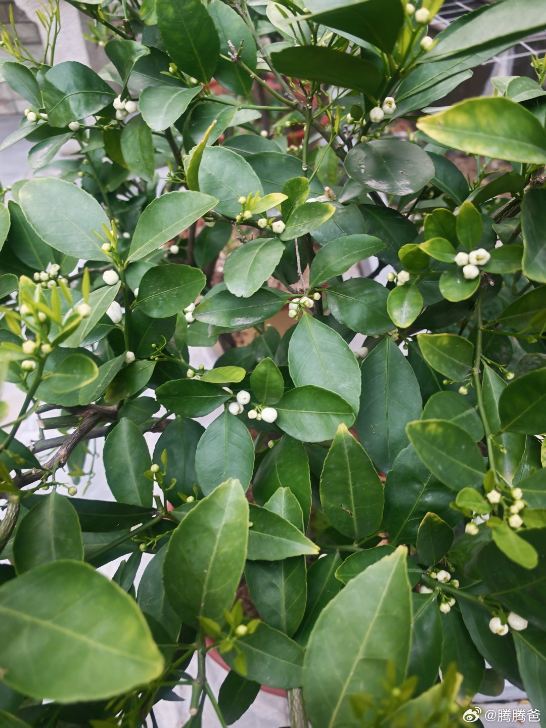 去年三盆桔子树，养了一年，一只果未结。今年开花很多，看看结果如何！