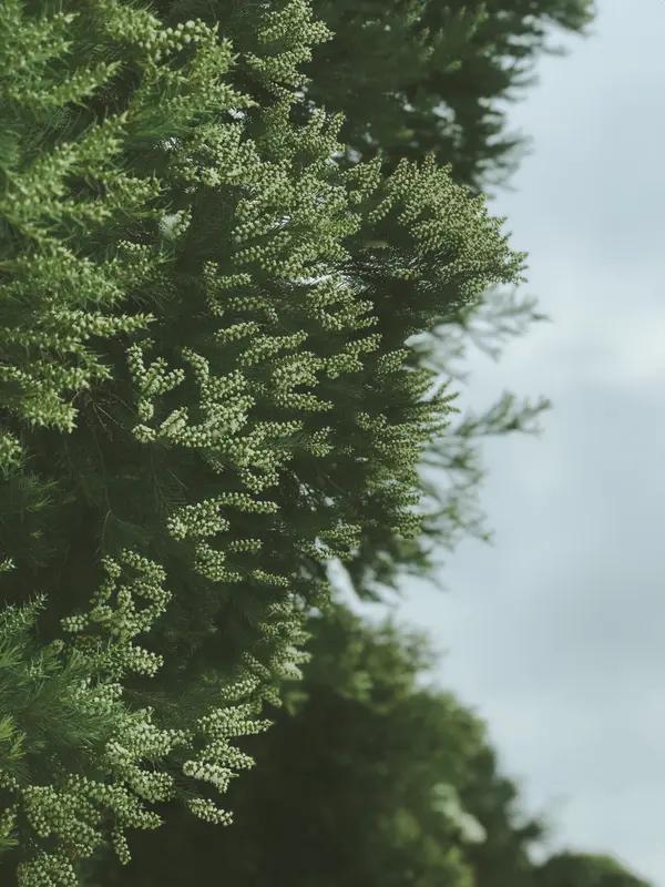 标题：多看绿色，眼睛更舒服
经常看看花草树木，对眼睛特别好。
平时手机看久了，记