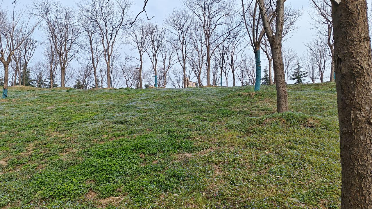 治愈系美景照春天野花小草是最治愈的吧，万物复苏的季节！
