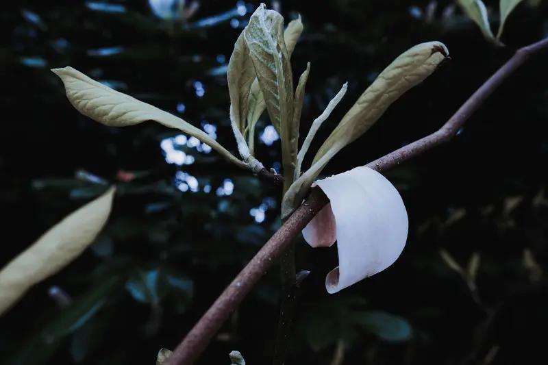 春日生活打卡季 春日生活打卡季来啦，这可不是任务，而是和时光的温柔约见。春天总是