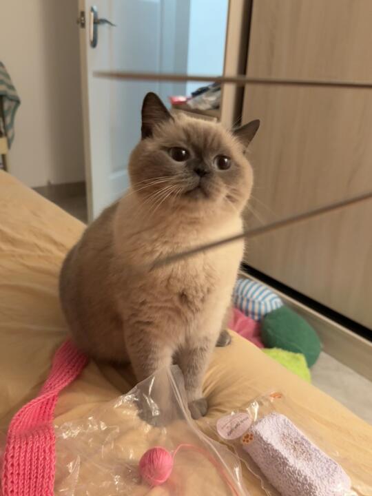 请大家吃这颗芝麻汤圆