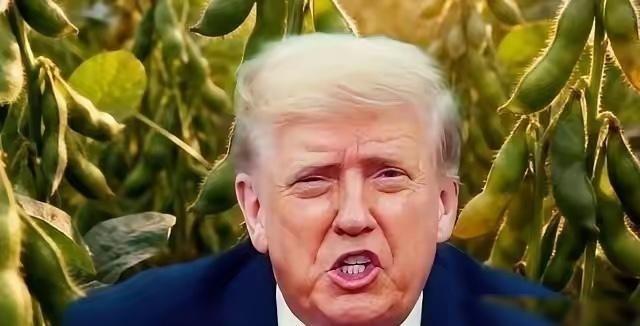 特朗普曾说，你们中国把大豆玩成花：做豆腐，豆腐脑，豆浆， 豆皮 ，他这话听着像夸