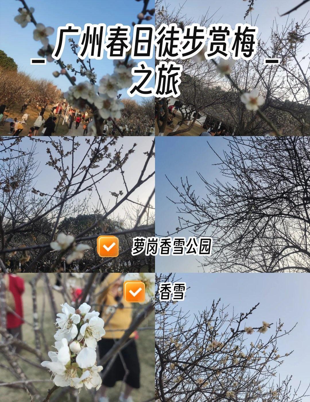 🌸宝子们👫，早春想在广州找个超美的地方徒步赏梅，香雪公园必须拥有姓名❗
🎈