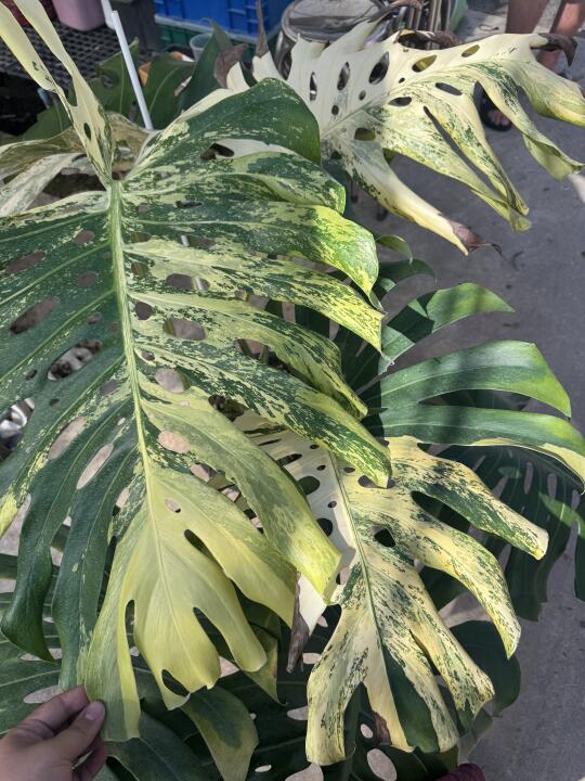 成体效果太惊艳了，在线征名龟背竹